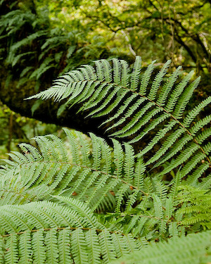 Tree Ferns